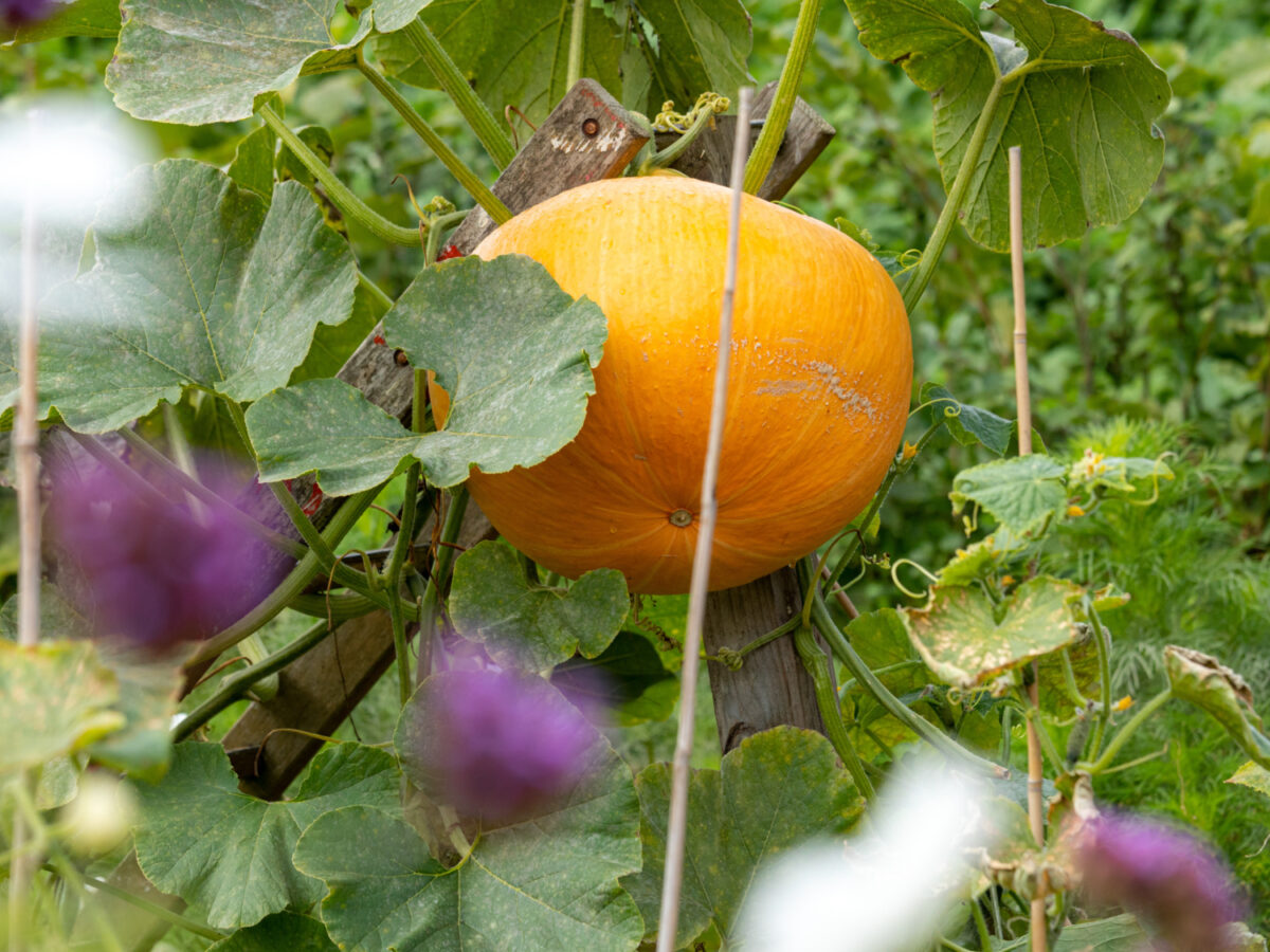 Vegetables and flowers growing together at Ryton