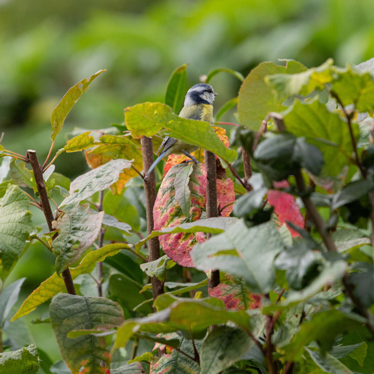 Blue Tit Bird sitting in leaves