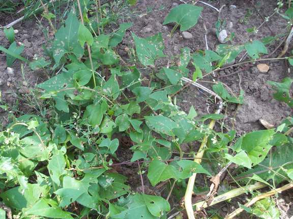 Alternative text should describe the visual content of the image.