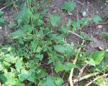 Alternative text should describe the visual content of the image.