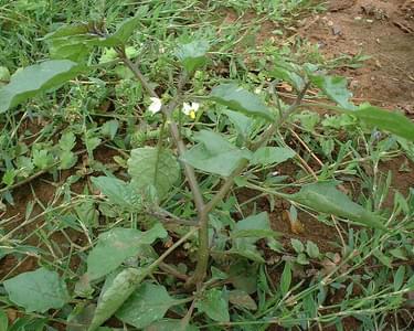 Alternative text should describe the visual content of the image.