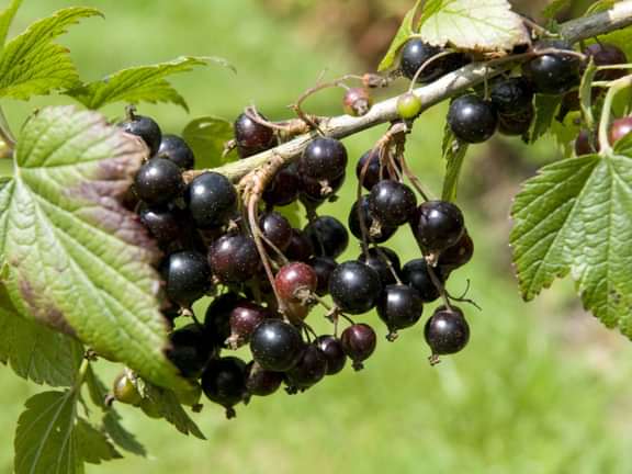 Alternative text should describe the visual content of the image.