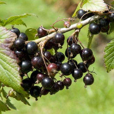 Alternative text should describe the visual content of the image.