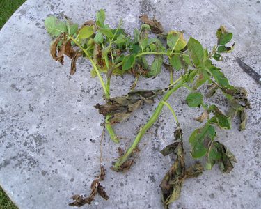 Alternative text should describe the visual content of the image.