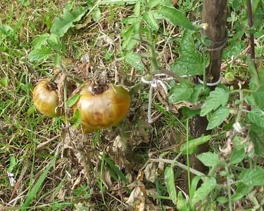 Alternative text should describe the visual content of the image.