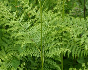 Alternative text should describe the visual content of the image.