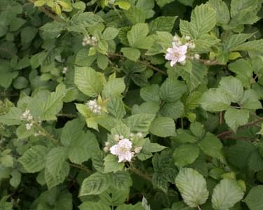 Alternative text should describe the visual content of the image.