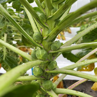 Stalk of Brussels sprouts