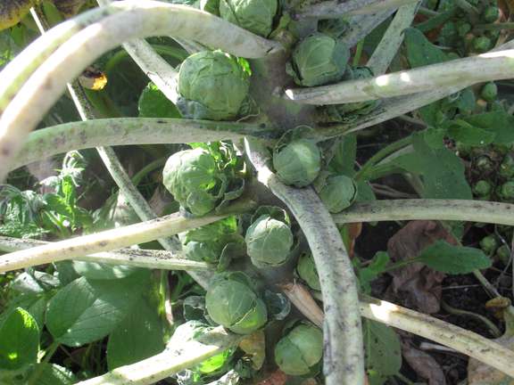 Stalk of brussels sprouts growing