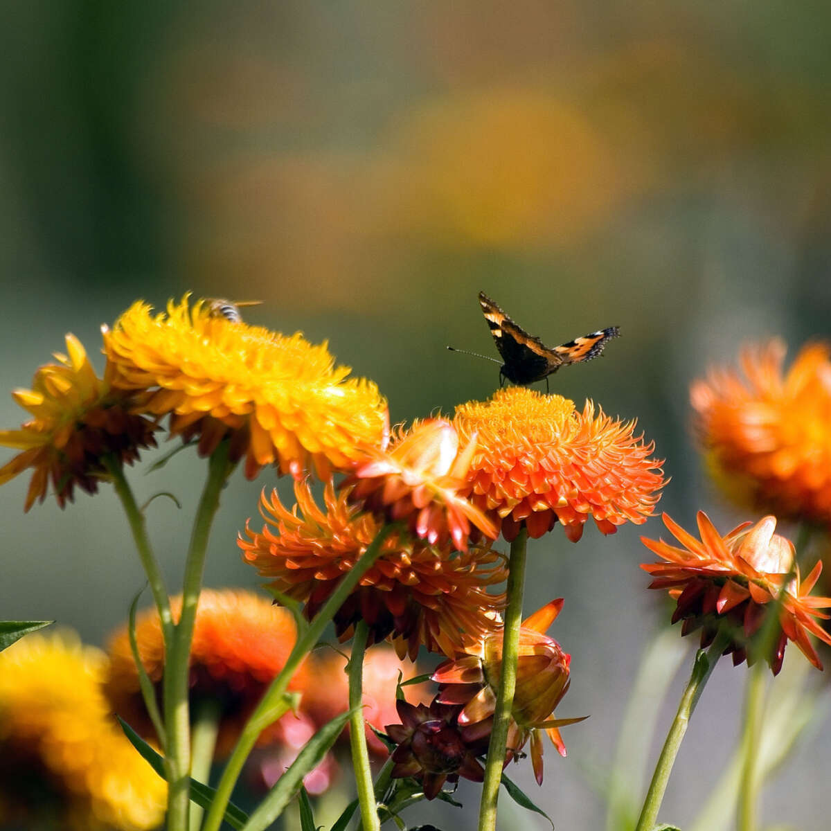 Butterfly on organge flowers