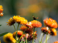 Butterfly on organge flowers
