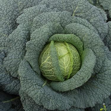 Alternative text should describe the visual content of the image.