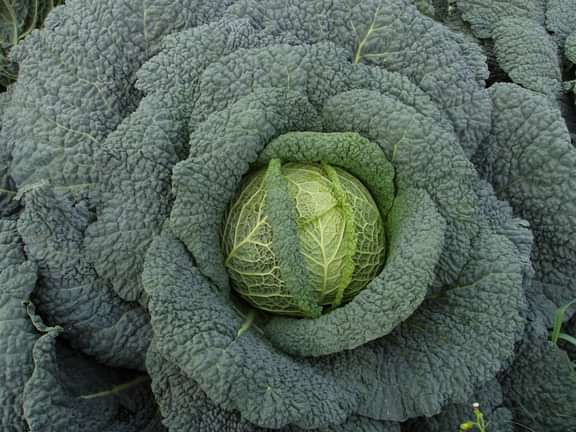 Alternative text should describe the visual content of the image.