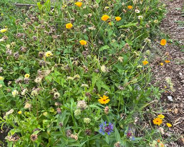 Alternative text should describe the visual content of the image.