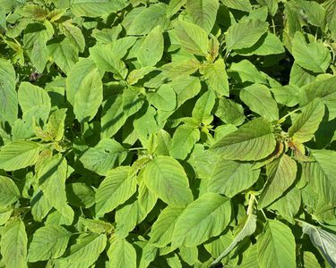 Alternative text should describe the visual content of the image.