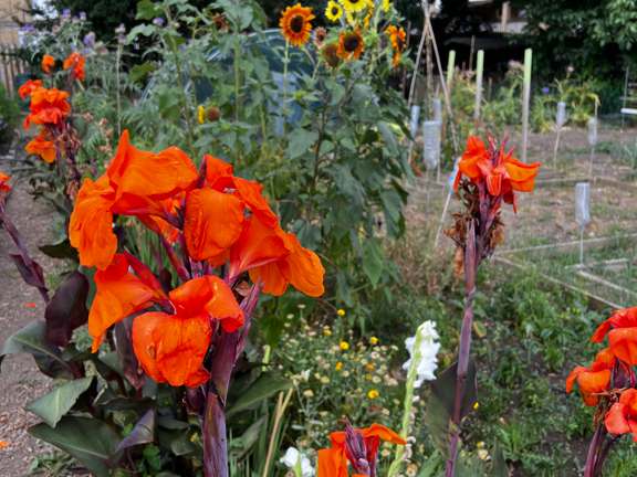 Red canna's in a garden border