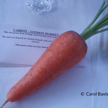 Orange carrot on sheet of paper