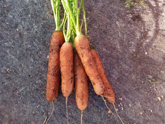 Orange round-ended carrots with foliage