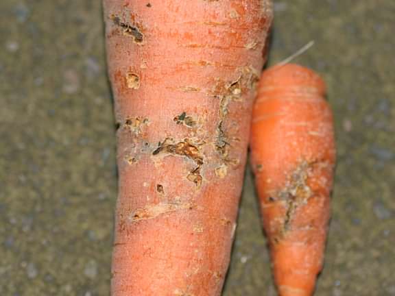 Alternative text should describe the visual content of the image.