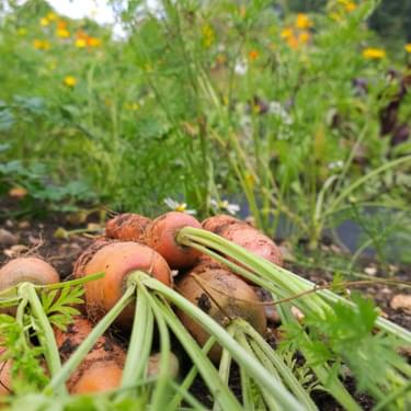 Alternative text should describe the visual content of the image.