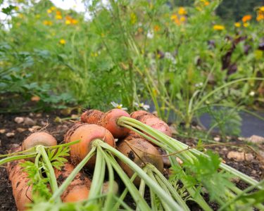 Alternative text should describe the visual content of the image.