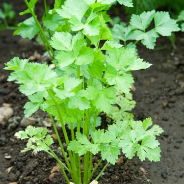 Alternative text should describe the visual content of the image.