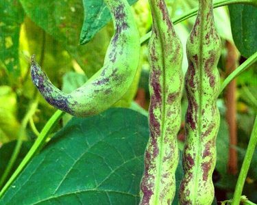 Alternative text should describe the visual content of the image.