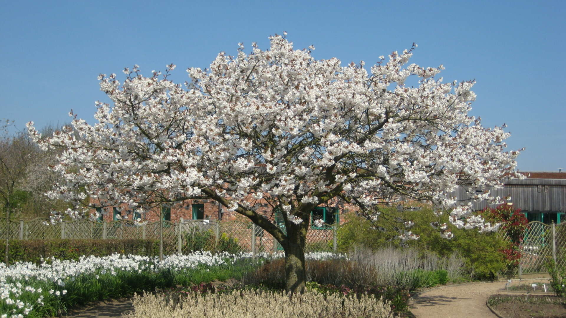 Cherry blossom tree