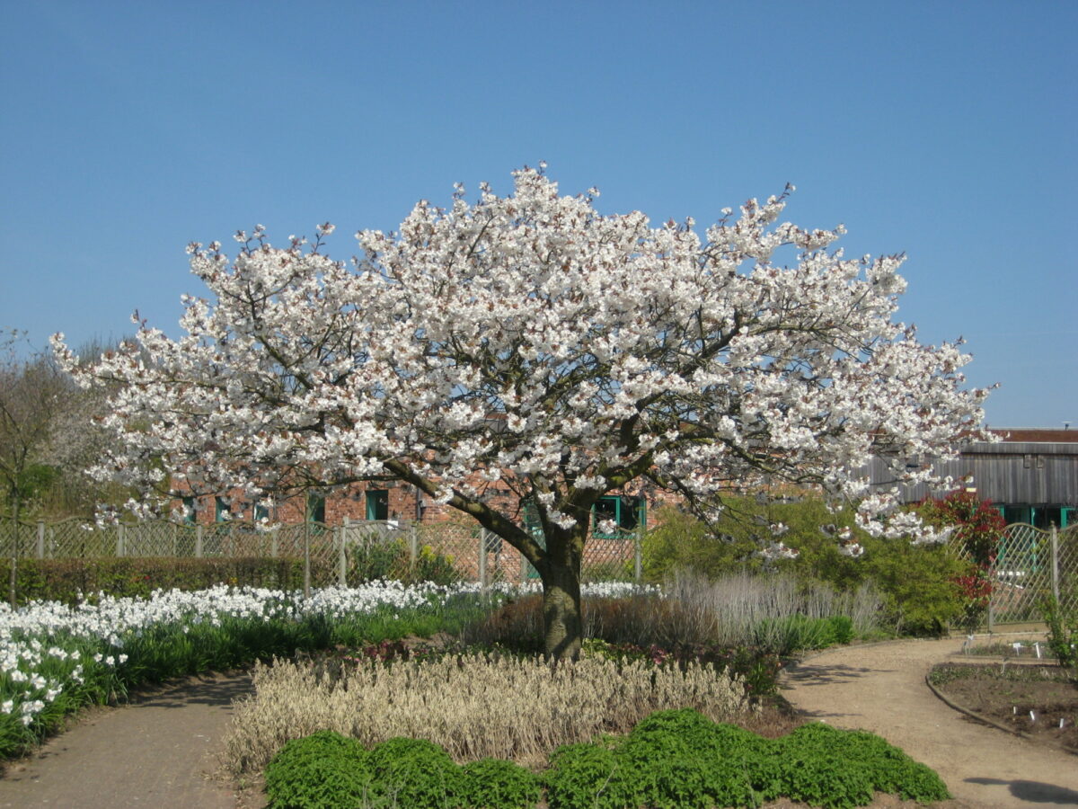 Cherry blossom tree