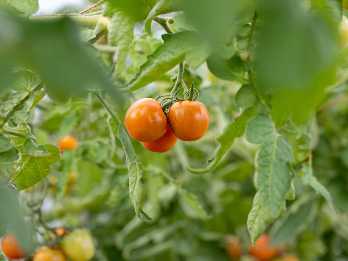 Alternative text should describe the visual content of the image.