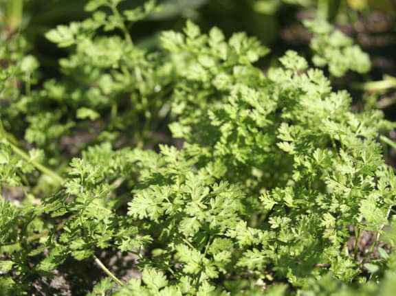 Alternative text should describe the visual content of the image.