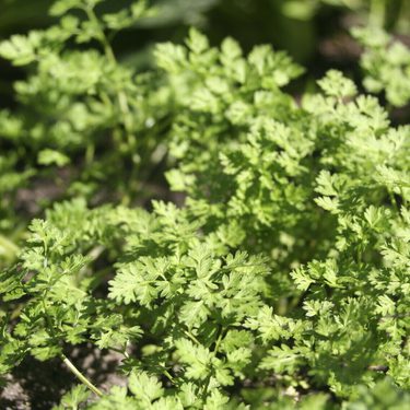 Alternative text should describe the visual content of the image.