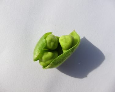 Alternative text should describe the visual content of the image.