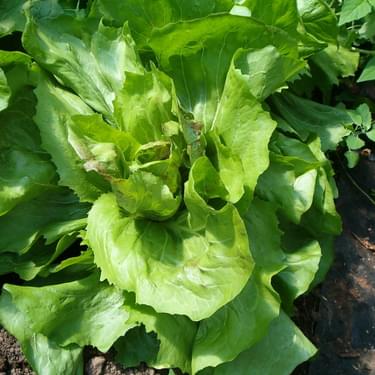 Alternative text should describe the visual content of the image.