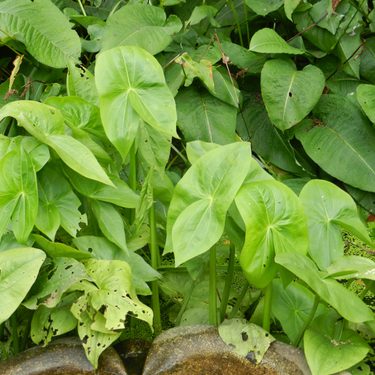 Alternative text should describe the visual content of the image.