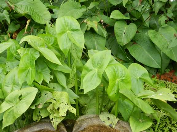 Alternative text should describe the visual content of the image.