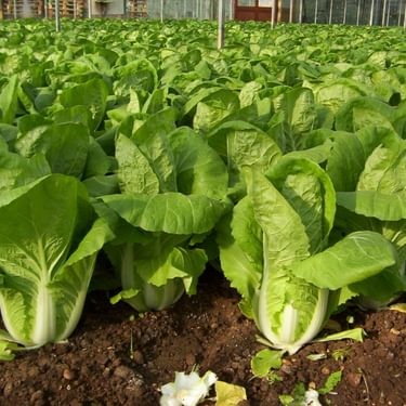 Alternative text should describe the visual content of the image.