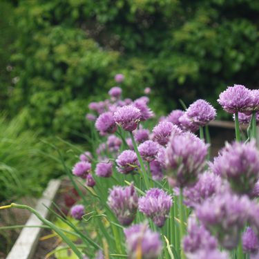 Purple chive flowers in full bloom.