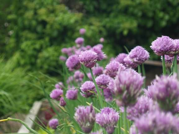 Purple chive flowers in full bloom.