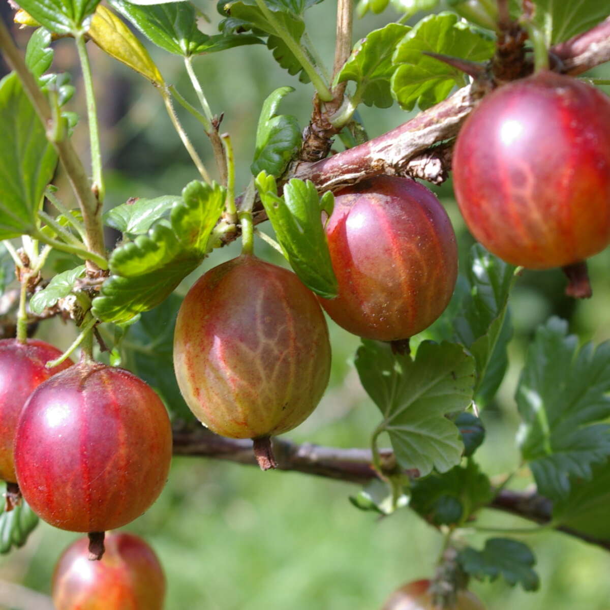 Goosberries on plant
