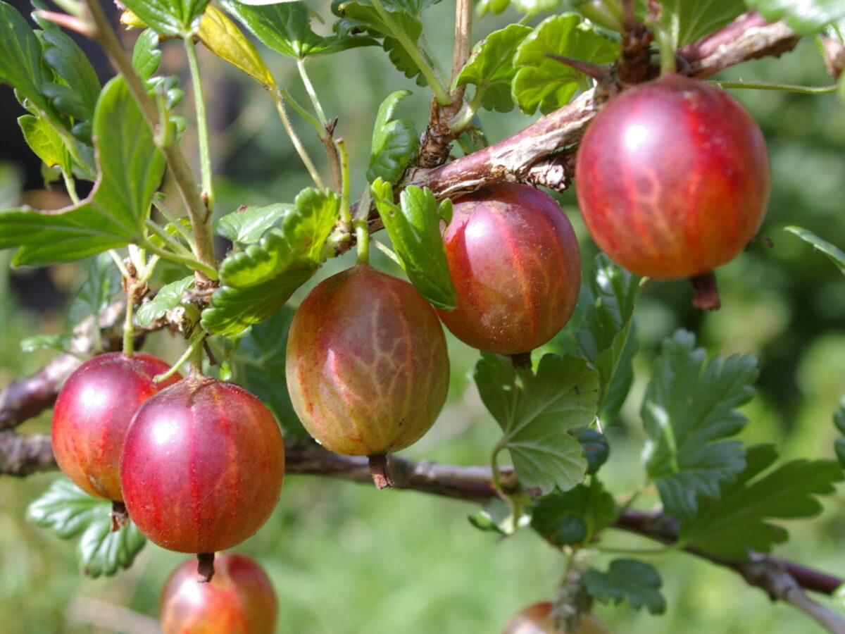 Goosberries on plant