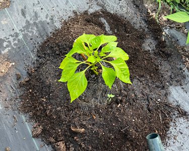 Alternative text should describe the visual content of the image.