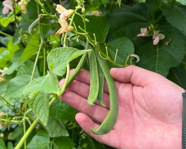 Alternative text should describe the visual content of the image.