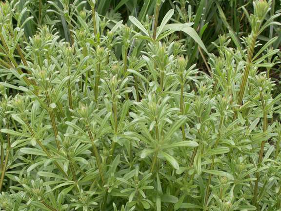 Close up of the weed cleaver