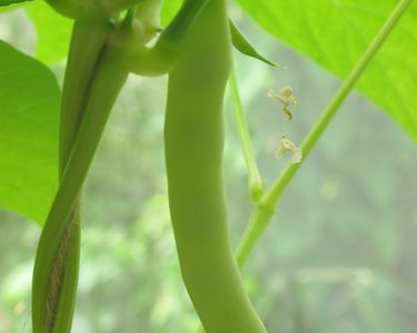 Climbing French bean pods on plant