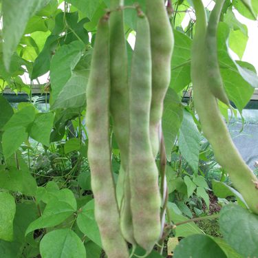Climbing French Bean Brejo Variety