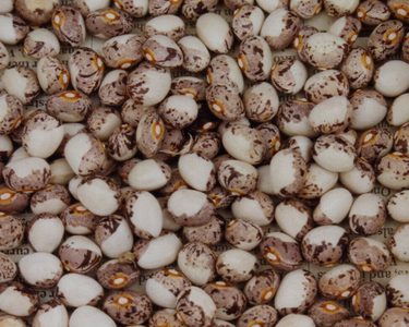 Alternative text should describe the visual content of the image.