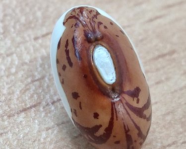 Alternative text should describe the visual content of the image.