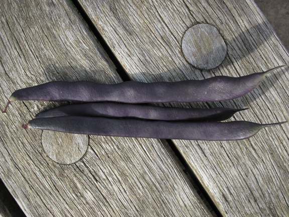 Alternative text should describe the visual content of the image.