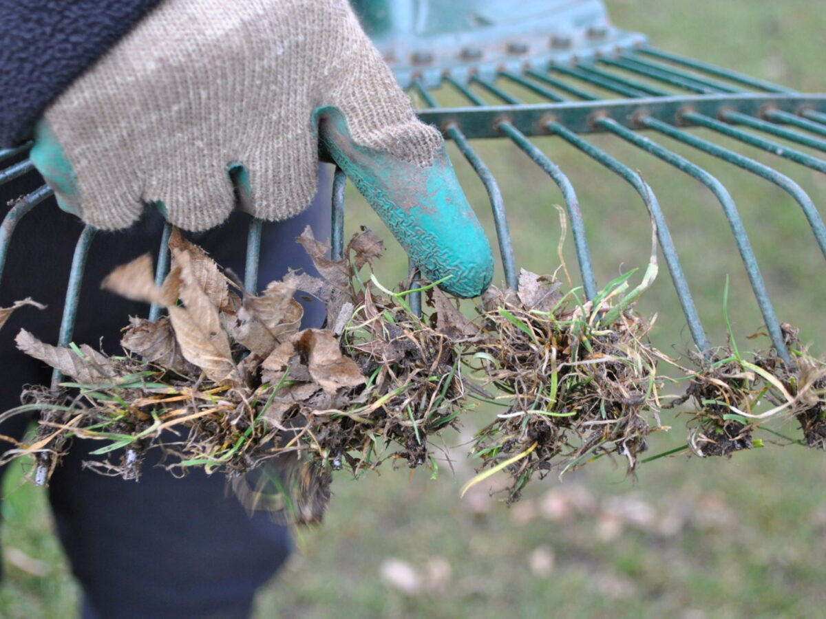 Scarifying the lawn